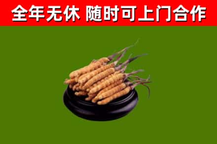 阿克塞回收冬虫夏草