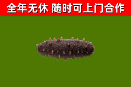 阿克塞回收海参干